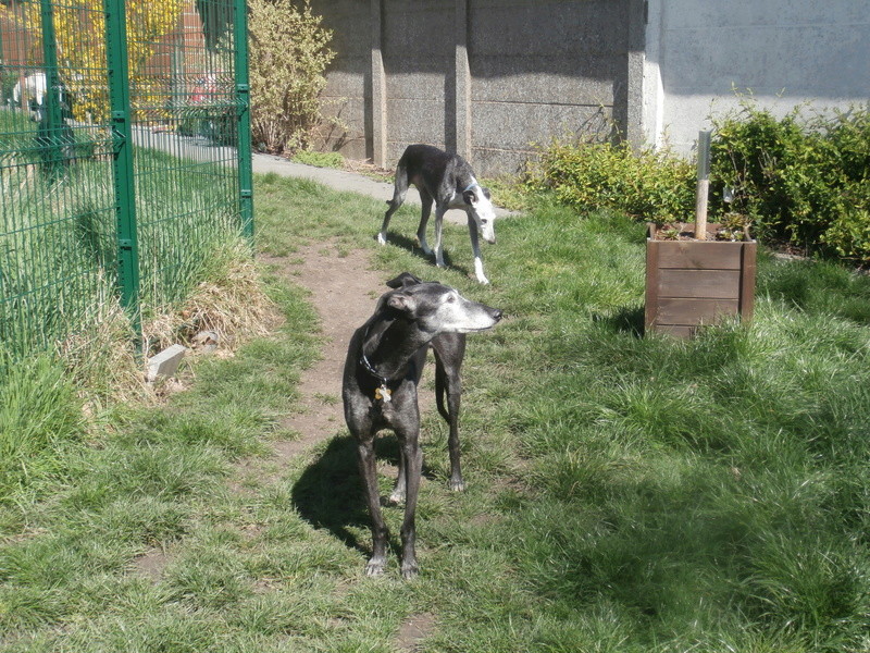 TURAM, galgo noir 9 ans. Adopté - Page 4 P6180014