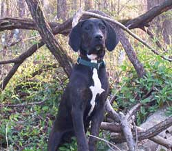 Hana-Female- Plott Hound Hanado11