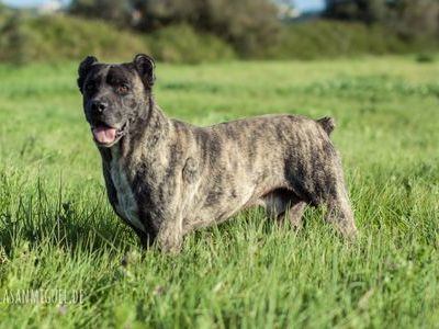 ❤Sino❤ ❤Female❤ ❤Cão Fila de São Miguel X Cão de Castro Laboreiro❤ Sino10