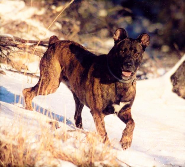 ❤Sino❤ ❤Female❤ ❤Cão Fila de São Miguel X Cão de Castro Laboreiro❤ Sino310