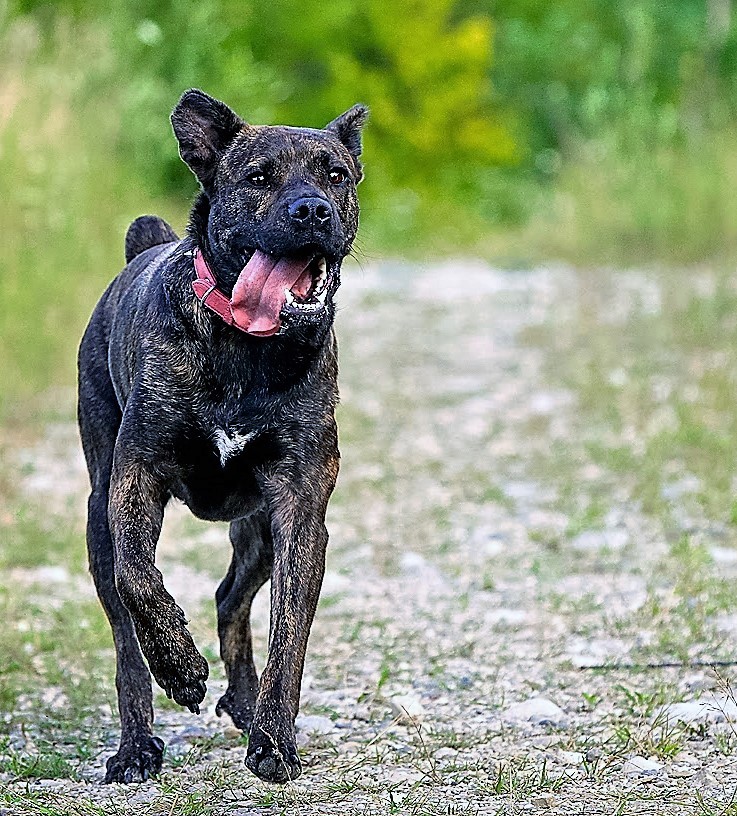 ❤Sino❤ ❤Female❤ ❤Cão Fila de São Miguel X Cão de Castro Laboreiro❤ Sino510