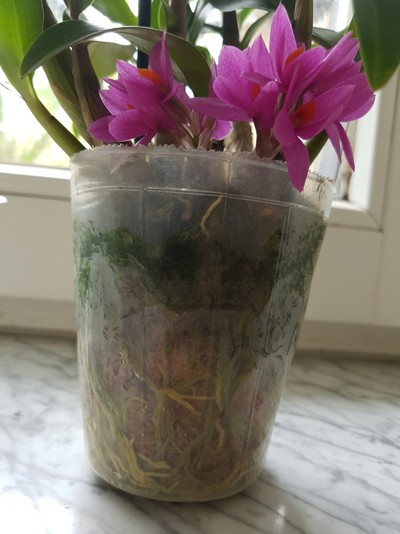 Dendrobium Hibiki 2016-059