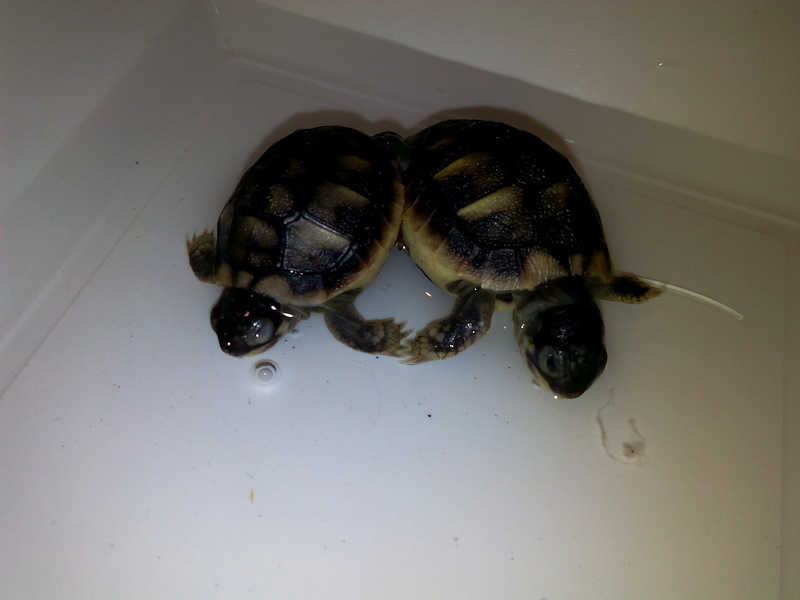 bb tortues jumelle accroché par sac vittellin commun Img_2014