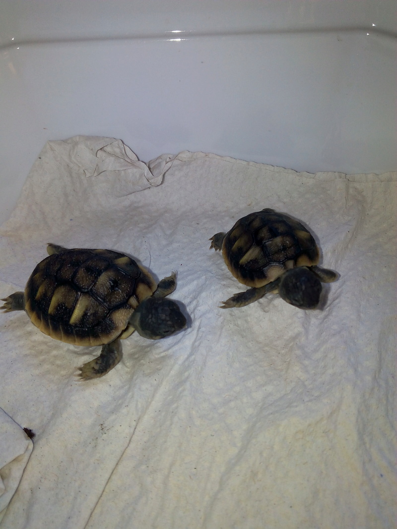 bb tortues jumelle accroché par sac vittellin commun - Page 2 Img_2024
