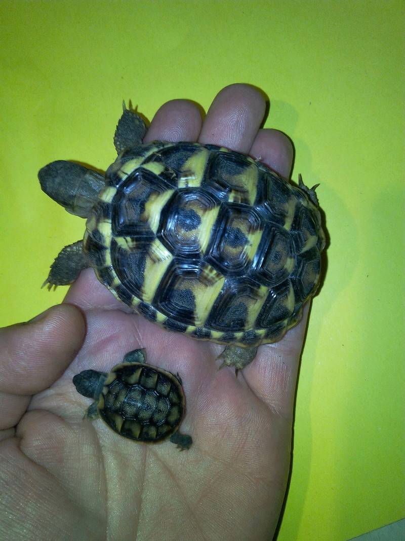 bb tortues jumelle accroché par sac vittellin commun - Page 2 Img_2026