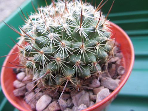 Please could someone help ID this Mammillaria, purchased unnamed from a garden centre this spring Mammil13