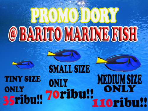 Promo Dory @BARITO MARINE FISH 78318310