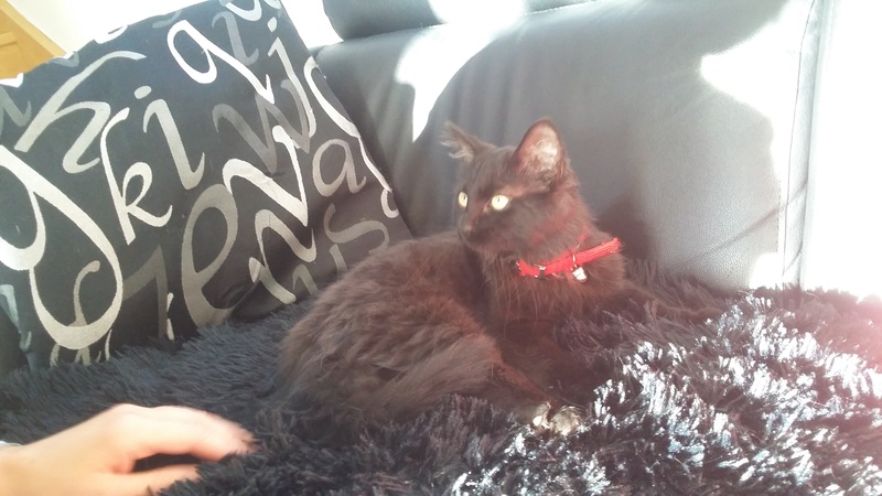 Bailey, adorable chatonne noire à poils longs née en avril 2016 20160812