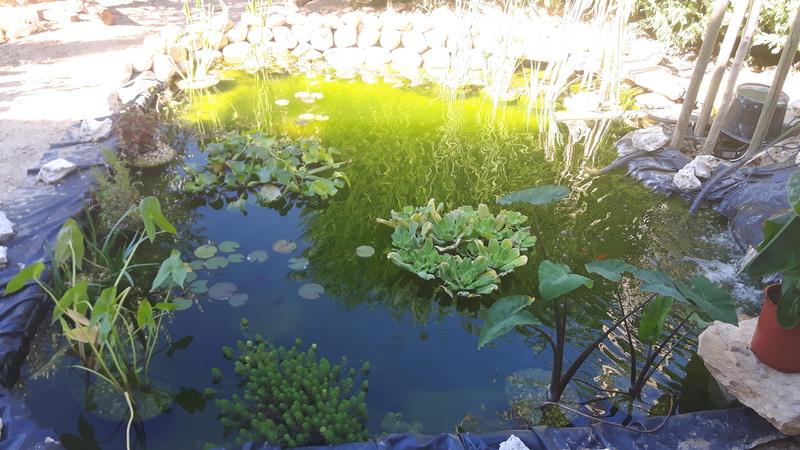 désespérément eau verte !!! 20160812