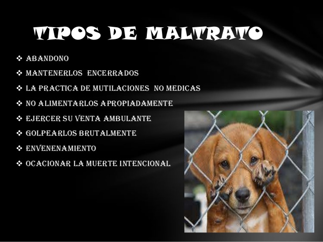 ¡NO AL MALTRATO ANIMAL!  Maltra13