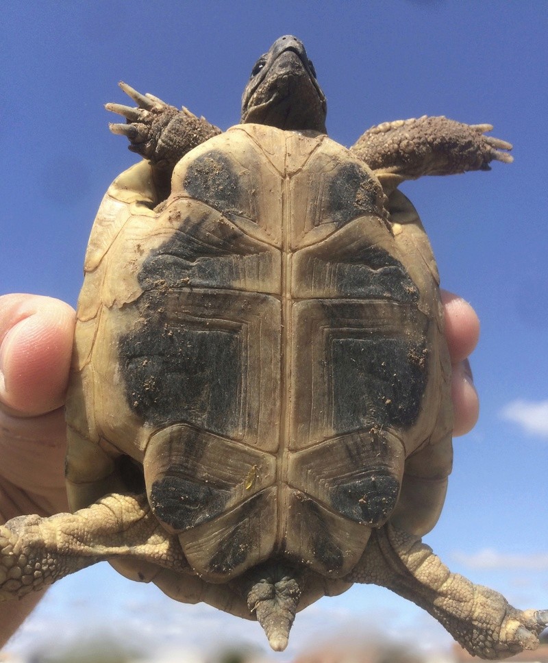 identification de ma tortue