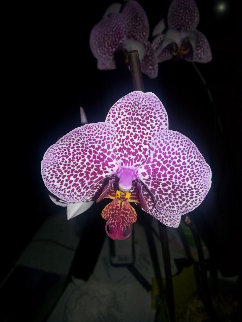 présentation de ce qu'il me reste.....de phalaenopsis lol Phal_r10