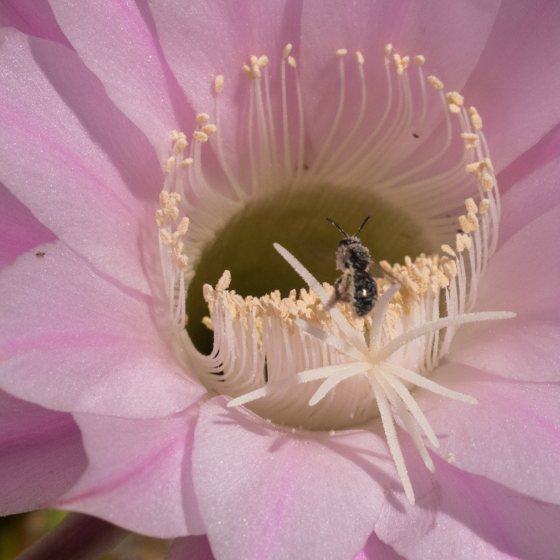 Les visiteurs de l'Echinocactus Echino10