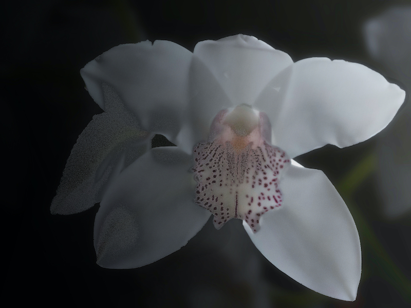 divagations orchidesques Toto-210