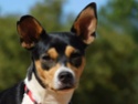 MONDUKI (Rat Terrier) - CUENCANIMAL Monduk11