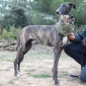 TERRE (galga) - CUENCANIMAL Terre_11