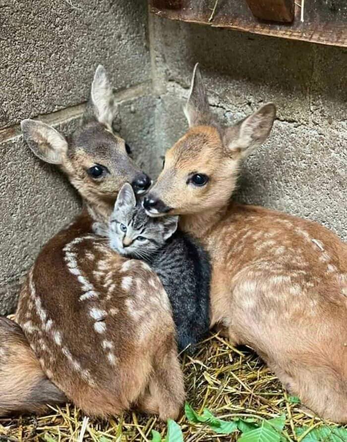 Imàgenes con animales.... - Página 31 31064110