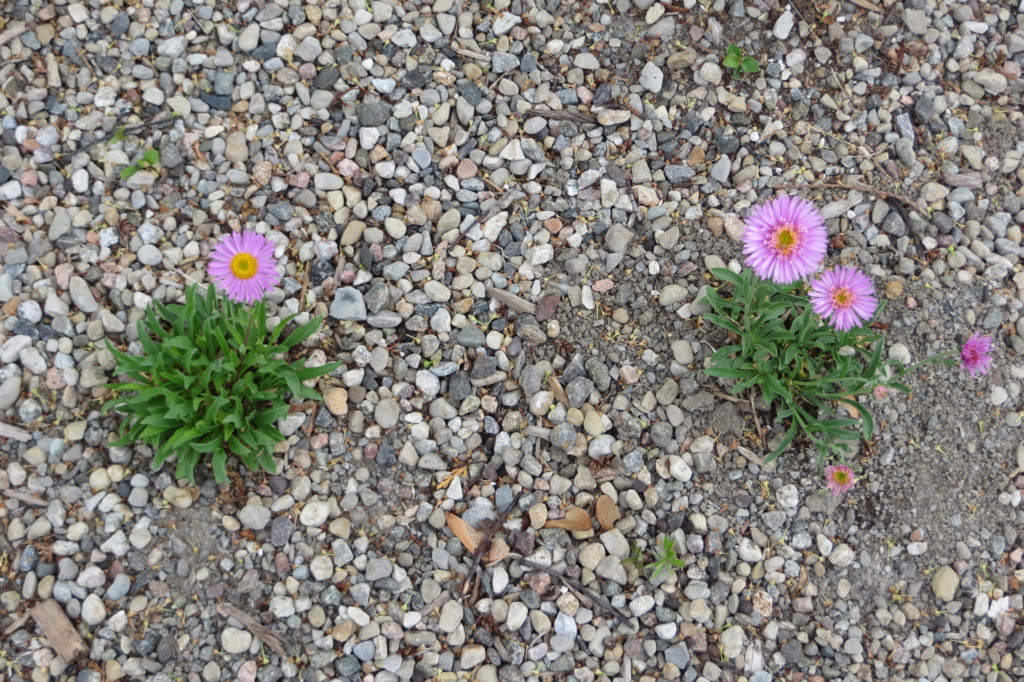 Au jardin de MarieM saison 2020 2_alpi10