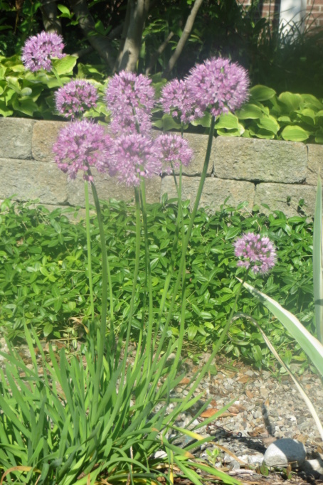 Pas eu de printemps - mais l'été est arrivé chez MarieM!! - Page 4 Allium10