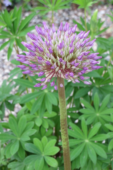 Au jardin de MarieM saison 2020 Allium11