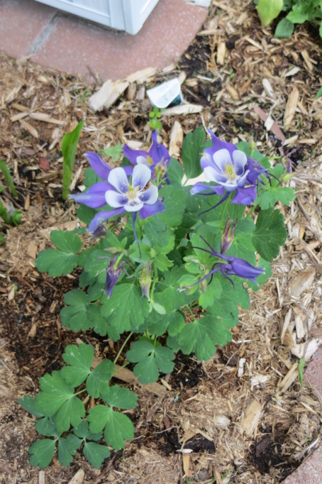 Au jardin de MarieM saison 2020 Ancoli10