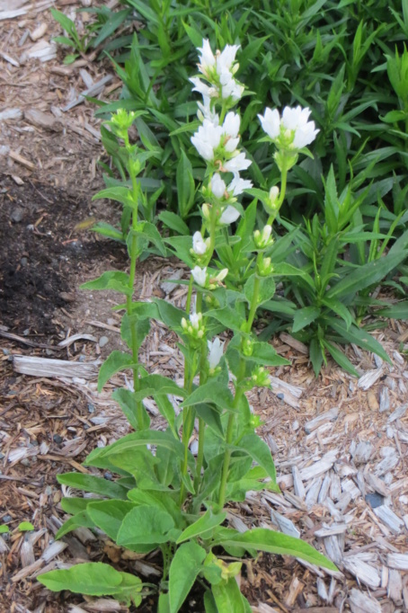 Au jardin de MarieM saison 2020 Campan16