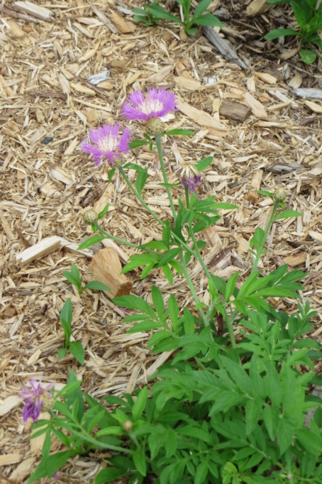 Au jardin de MarieM saison 2020 Centau10