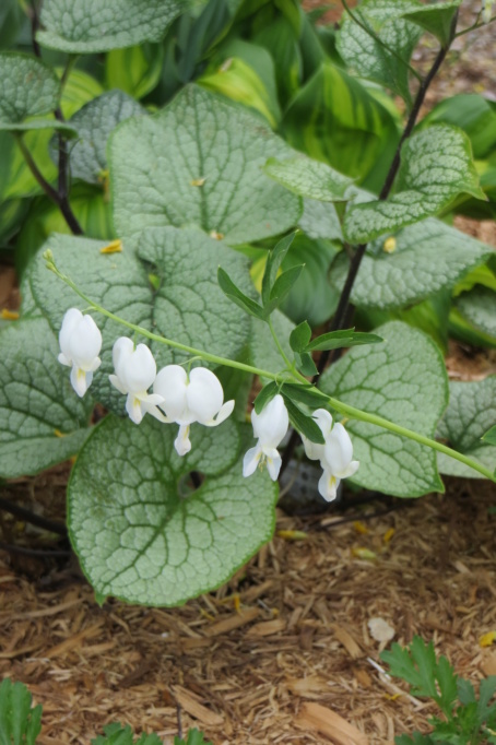 Au jardin de MarieM saison 2020 Coeur_10