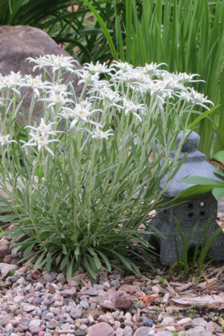 Au jardin de MarieM saison 2020 Edelwe12