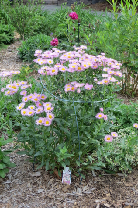 Au jardin de MarieM saison 2020 Eriger11