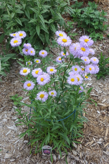 Au jardin de MarieM saison 2020 Eriger12