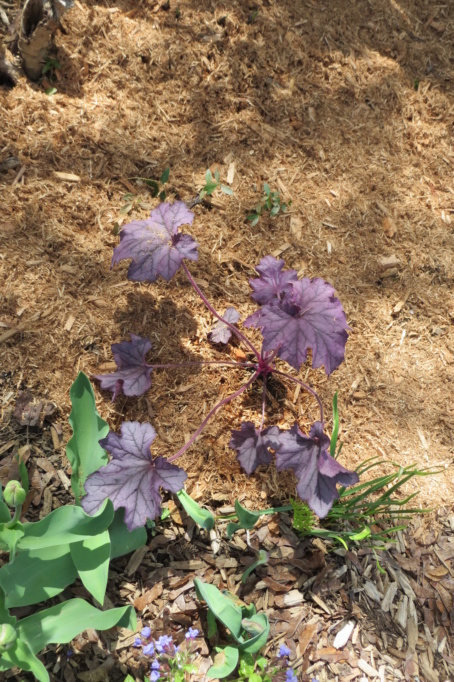 Au jardin de MarieM saison 2020 Heuche11