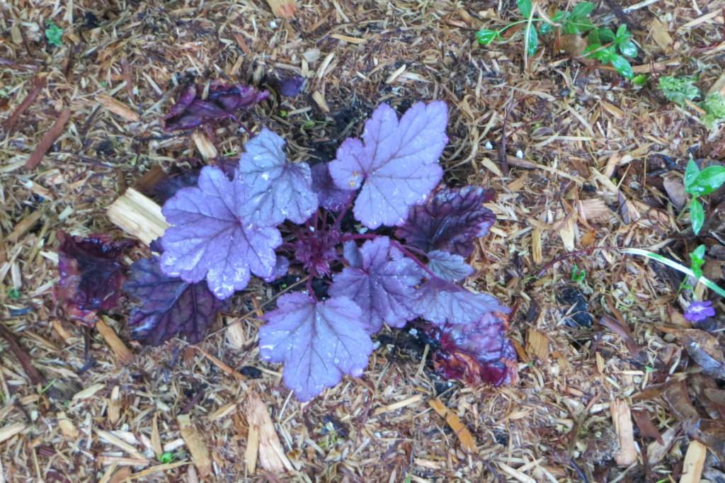 Au jardin de MarieM saison 2020 Heuche13