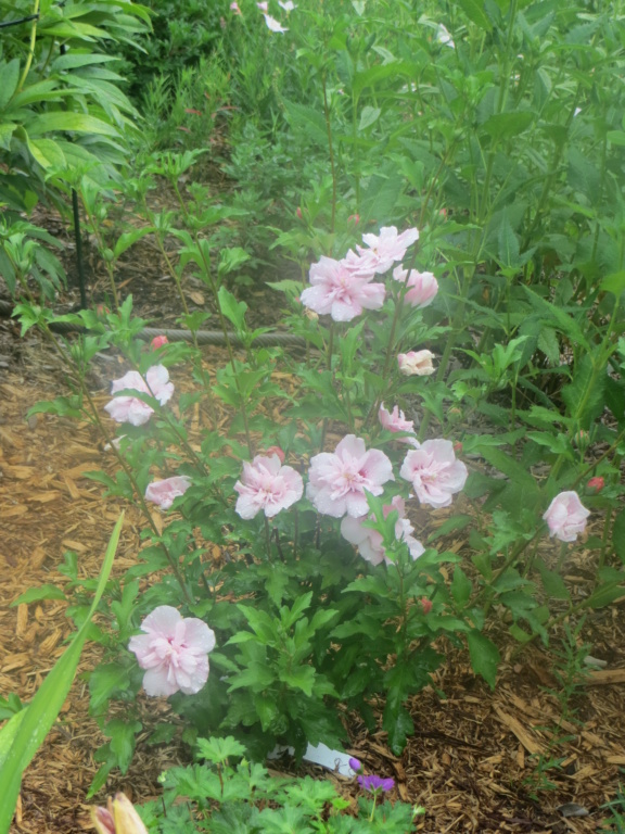 test - Test du ticket pour l'images #3965 avec "code" Hibisc11