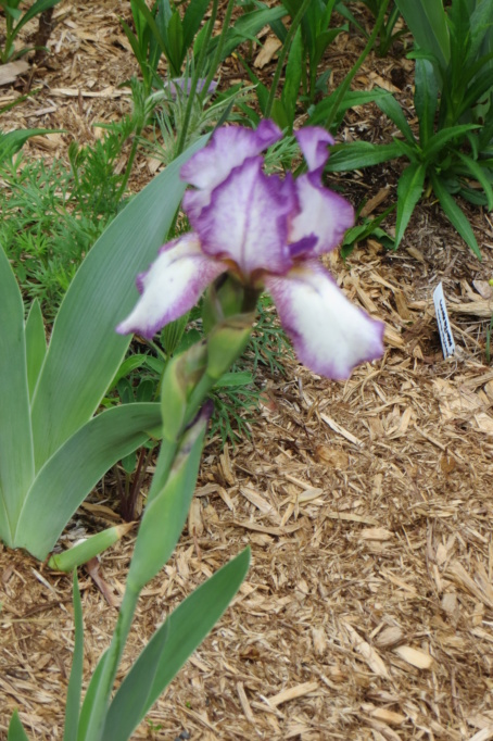 Au jardin de MarieM saison 2020 Iris_c11