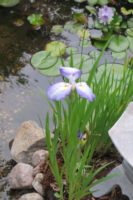 Au jardin de MarieM saison 2020 Iris_e10