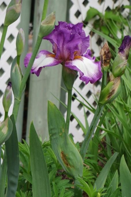 Au jardin de MarieM saison 2020 Iris_f10