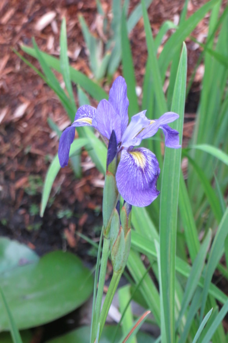 Au jardin de MarieM saison 2020 Iris_s10