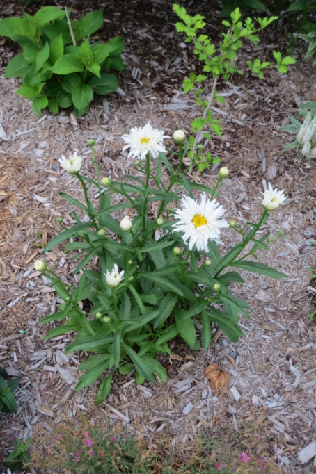 Au jardin de MarieM saison 2020 Leucan10