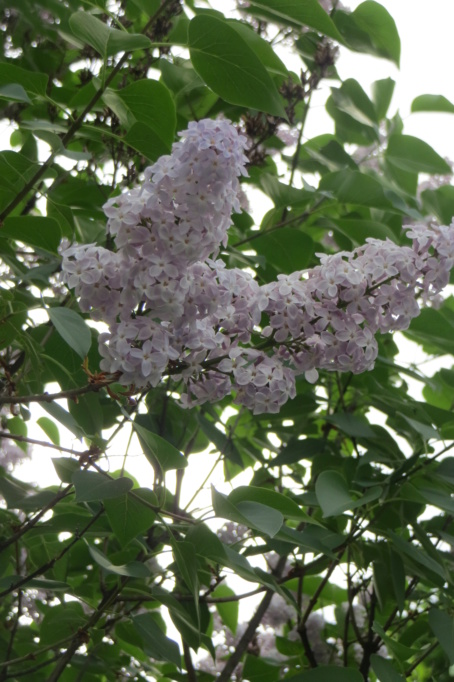 Au jardin de MarieM saison 2020 Lilas_10