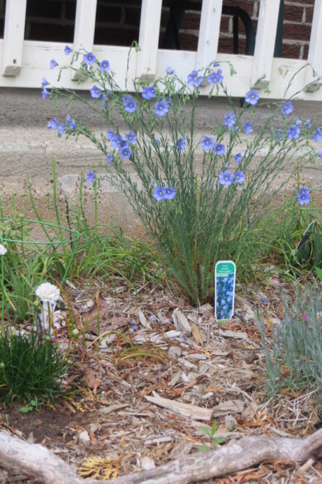 Au jardin de MarieM saison 2020 Linum10