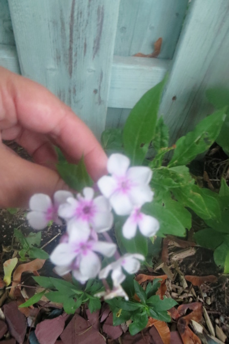 Pas eu de printemps - mais l'été est arrivé chez MarieM!! - Page 4 Phlox_11