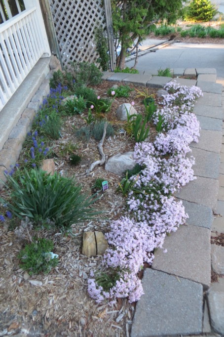 Au jardin de MarieM saison 2020 Phlox_13