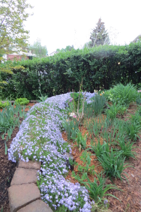 Au jardin de MarieM saison 2020 Phlox_14