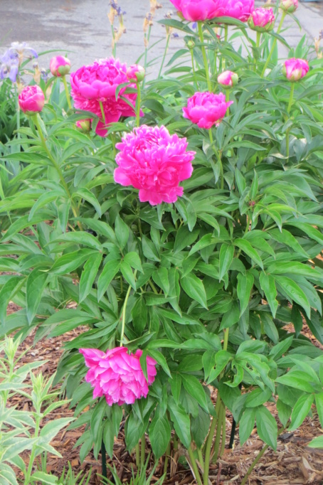 Au jardin de MarieM saison 2020 Pivoin11