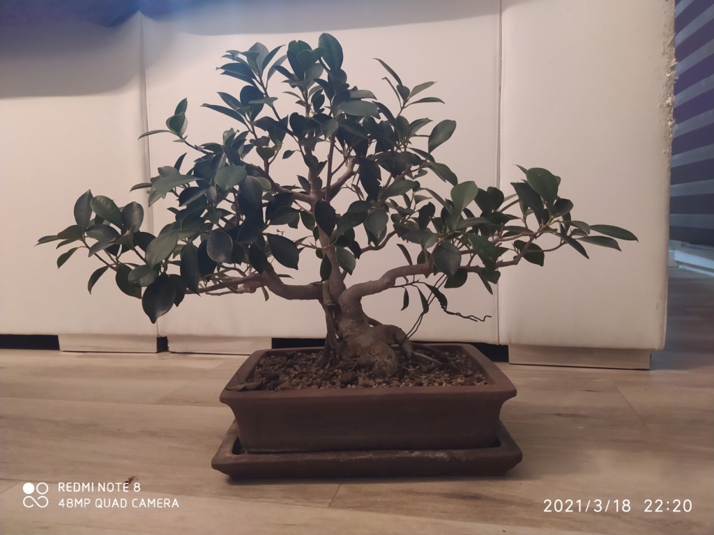 ficus en prueva - Página 2 Img_2018