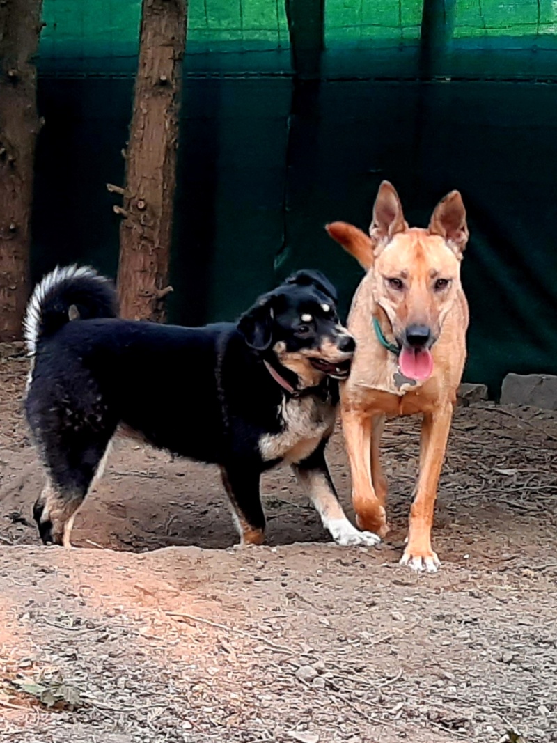 MALI (ex MOLDA) - chiot femelle de taille moyenne à l'âge adulte - née environ juillet 2018 - adoptée par Caroline (Belgique) - Page 3 20190511