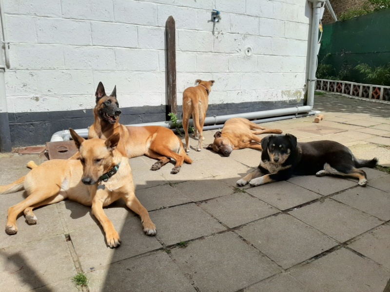 MALI (ex MOLDA) - chiot femelle de taille moyenne à l'âge adulte - née environ juillet 2018 - adoptée par Caroline (Belgique) - Page 3 20190516