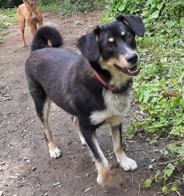 MALI (ex MOLDA) - chiot femelle de taille moyenne à l'âge adulte - née environ juillet 2018 - adoptée par Caroline (Belgique) - Page 4 20190624