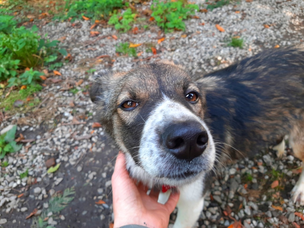 POLY (ex PATTI) - Chiot femelle, croisée - Taille moyenne à grande à l'âge adulte - Née environ avril 2019 - adoptée par Justine (Belgique)  - Page 2 20191031